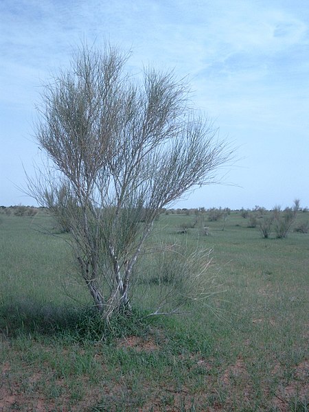 File:Leptadenia pyrotechnica Marco Schmidt 0771.jpg