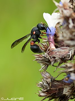 Leptochilus cruentatus