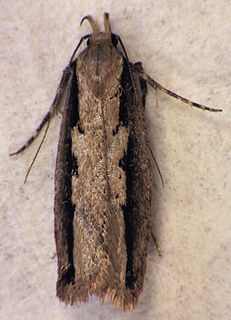 <i>Leptocroca sanguinolenta</i> species of insect