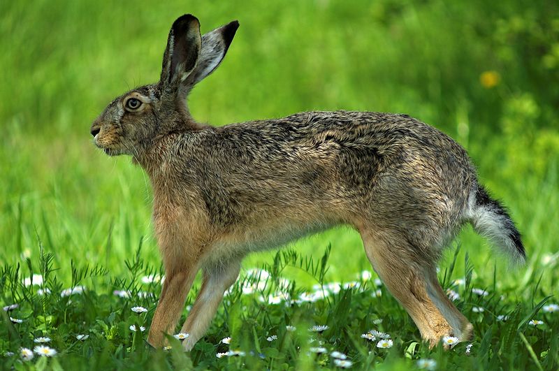 File:Lepus Europaeus.jpg