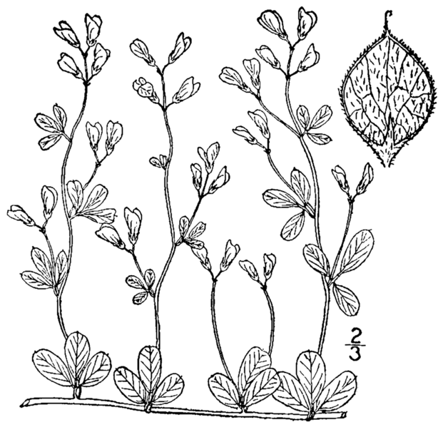 File:Lespedeza repens BB-1913.png