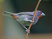 Bullfinch, Lesser Antillean Loxigilla noctis