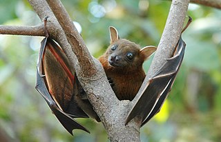 Lesser short-nosed fruit bat Species of bat