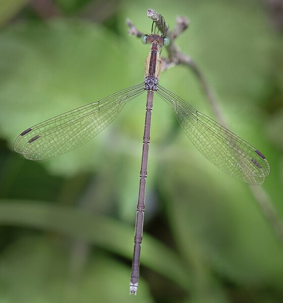 File:Lestes patricia female-shrirambhakare2.jpg