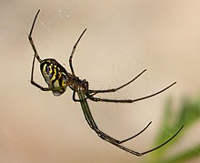 Leucauge yang tampak mengkilat. Tetragnathidae - Flickr - gailhampshire.jpg