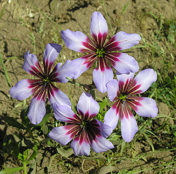 File:Leucocoryne purpurea (8485437143).jpg