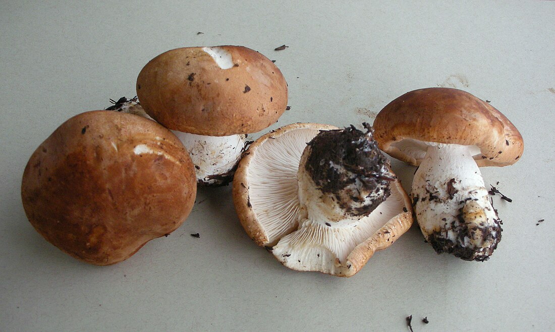 Leucopaxillus gentianeus