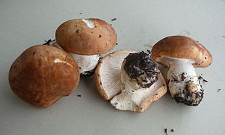 <i>Leucopaxillus gentianeus</i> Species of fungus