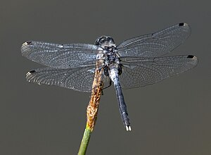 Mech pospolity (Leucorrhinia albifrons), samiec