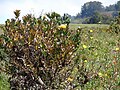 Miniatura para Leucospermum cuneiforme