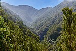 Berkabut gambar dari atas yang sangat padat hutan