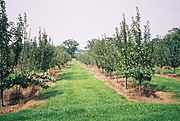 Leweston, orchard - geograph.org.uk - 516466.jpg