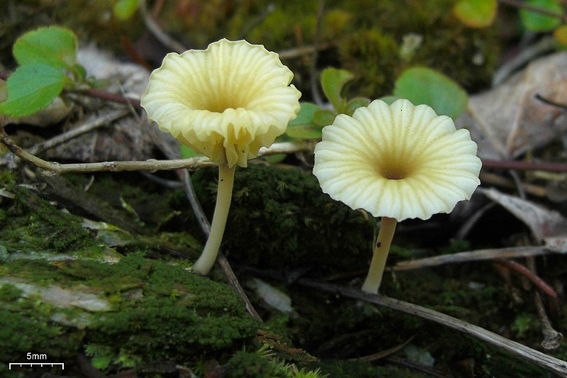 File:Lichenomphalia umbellifera (4037729538).jpg