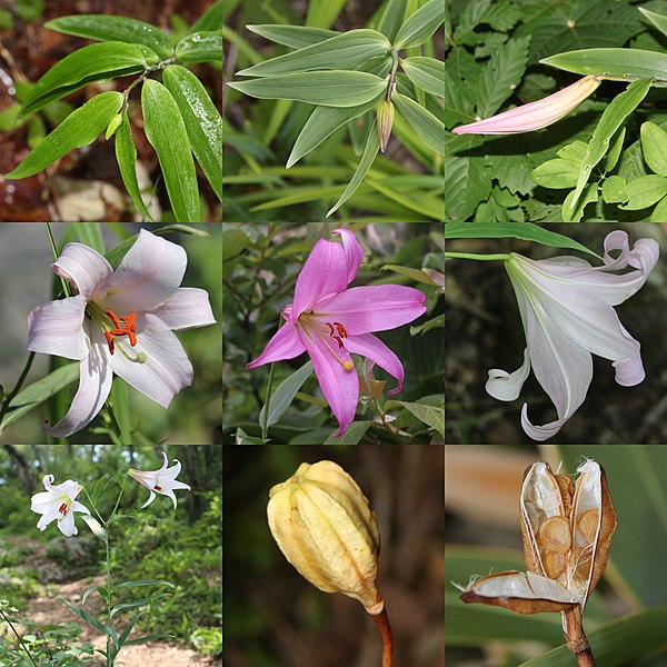 File:Lilium japonicum (Montage s2).jpg