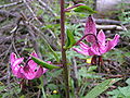 Lilium martagon closeup.jpg