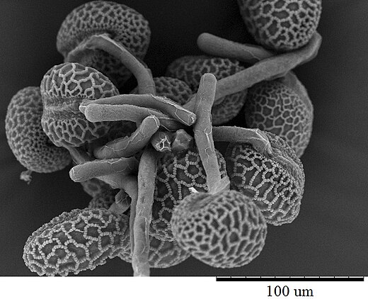Rasterelektronenmicroscoop-afbeelding van pollenbuis groeiend uit stuifmeelkorrels van lelie.