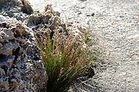 Limonium bocconei