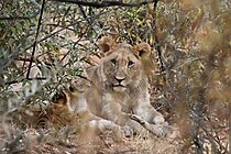 Lions at Pilanesberg Game Reserve, South Africa.jpg