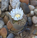 Miniatura para Lithops julii