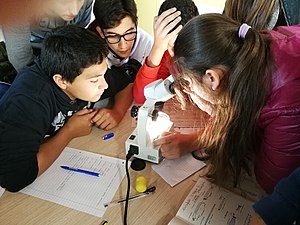 Teaching biology at school: classification of Diptera to assess the quality of waters in the irrigation canals of rice paddies of Vercelli (Monica Girelli).