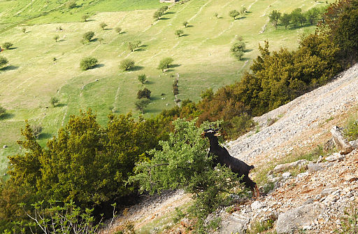 Livestock-(over-)grazing Peolonnes Greece Ziege