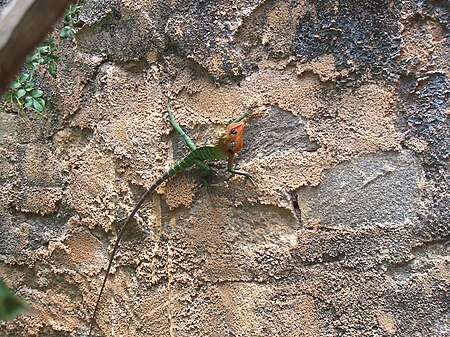 Tập tin:Lizard Kandy Sri Lanka.jpg