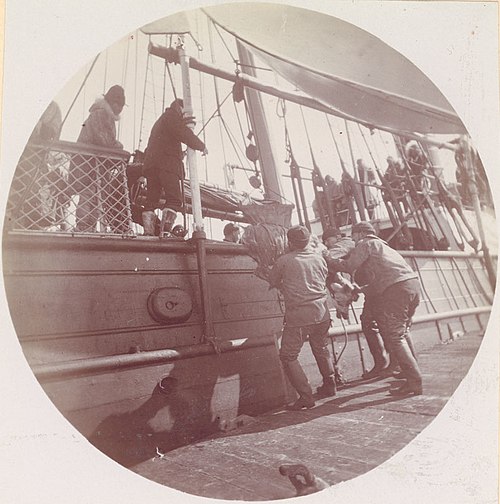 Men loading reindeer onto USRC Bear.