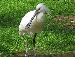 Skestork Platalea leucorodia