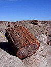 Petrified log