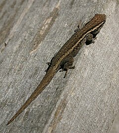 Description de l'image Lygodactylus capensis00.jpg.