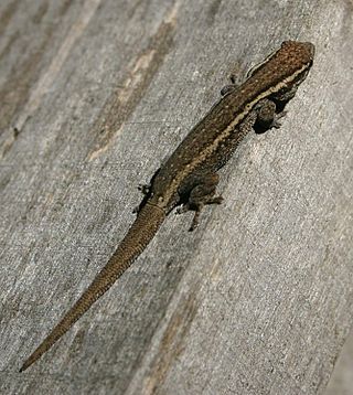 <span class="mw-page-title-main">Cape dwarf gecko</span> Species of lizard