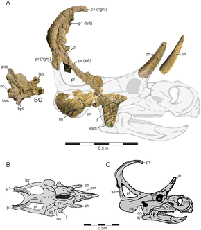 Popis obrázku Machairoceratops.PNG.