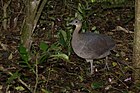 Macuco (Tinamus solitarius) no Parque Estadual Intervales.jpg