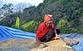 Akha women packing dried coffee beans