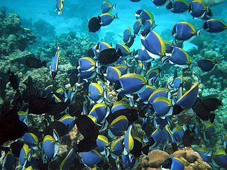 Shoaling and schooling In biology, any group of fish that stay together for social reasons