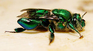 <i>Euglossa</i> genus of insects