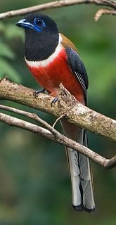 Malabar trogon