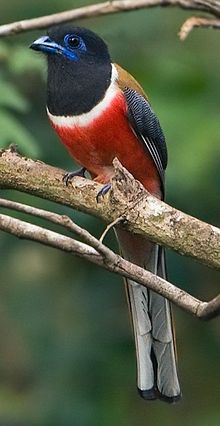 Männlicher Malabar Trogon (Ernte).jpg