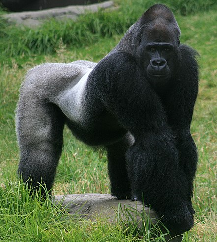 Gorillas are stocky animals with broad chests and shoulders, large, human-like hands and small eyes set into hairless faces. Male gorilla in SF zoo.jpg