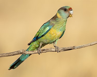 Mallee ringneck - Patchewollock Conservation Reserve