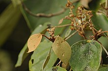 Mallotus tetracoccus young leaf twig DSC1616.jpg