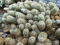 Thumbnail for Mammillaria elongata