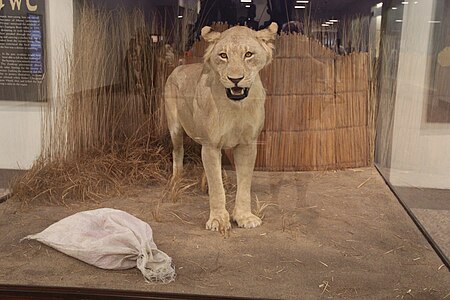 Tập_tin:Man-Eating_Lion_of_Mfuwe_(35254460503).jpg