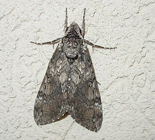 <i>Manduca sexta</i> species of moth of the family Sphingidae present through much of the American continent