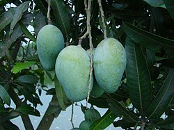 Mango Bangladesh.JPG