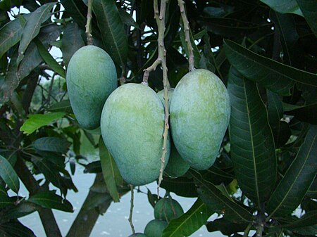 Tập_tin:Mango_Bangladesh.JPG