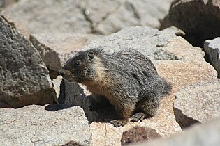 Marmot on the summit of Pyramid Peak