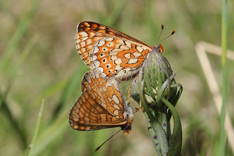 File:Marsh Fritillary - Euphydryas aurinia (14081200487).jpg