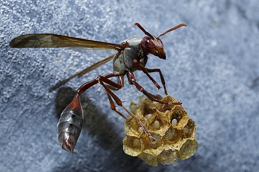 Masai Mara National Reserve 01 - African paper wasp (Belonogaster juncea)