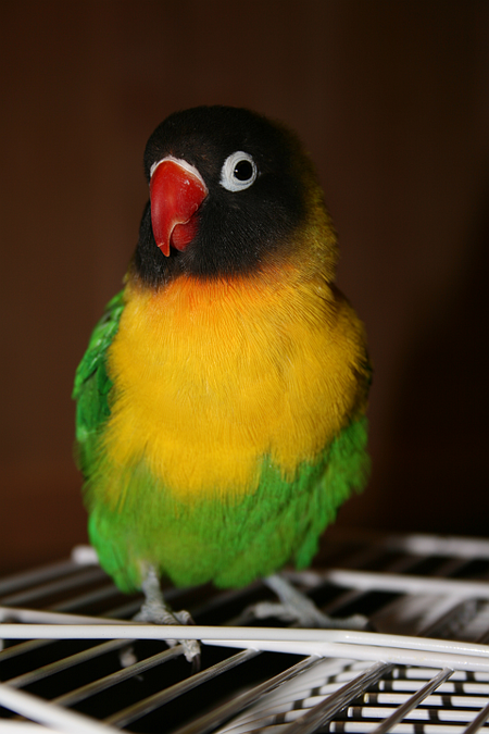 Tập_tin:Masked_Lovebird_(Agapornis_personata)_pet_on_cage.png